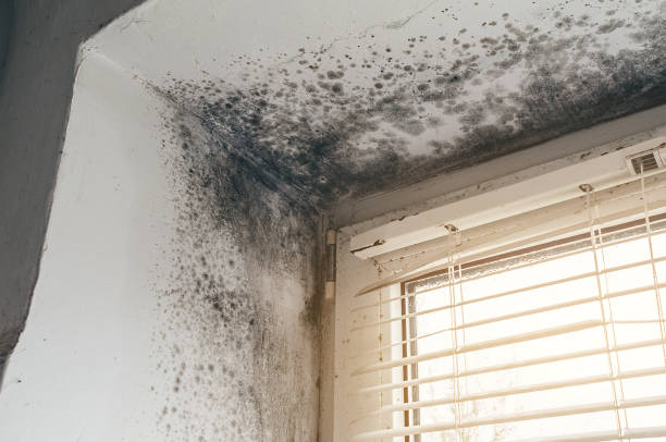 Affordable Bathroom Mold Removal solutions in Fort Lee, NJ